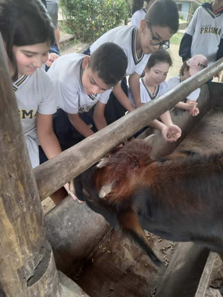 Bicho Mania 2022